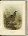 Illustration de John Gerrard Keulemans