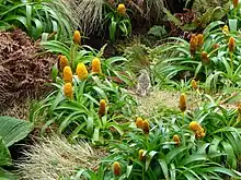 Pipit de Nouvelle-Zélande