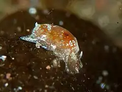 Bulla vernicosa
