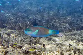 Chlorurus sordidus