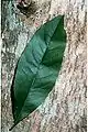 Feuille