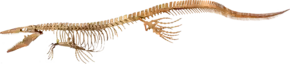 Squelette de Tylosaurus proriger, un grand reptile marin qui aurait été un des principaux concurrents de Cretoxyrhina, et un responsable de son extinction.