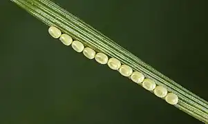 Œufs collés sur une aiguille de pin