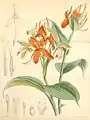 Burbidgea nitida Curtis's Botanical Magazine 1879.