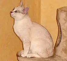 Burmilla assis sur son arbre à chat.