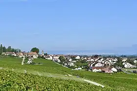 Bursins