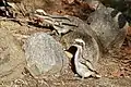 Poussins