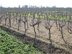 Vignoble moderne à 4&nbsp;500&nbsp;pieds/hectare, taillé en gobelet