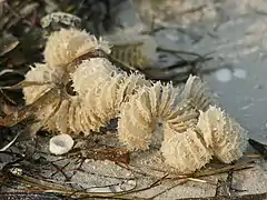 Œufs.