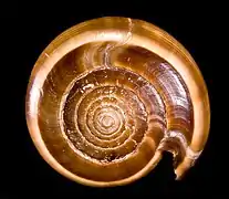 C. figulinus - Apex