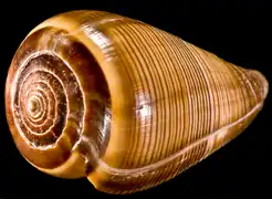 C. figulinus