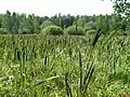 Dans le bois de Zeliony Gorod