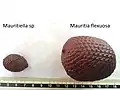 Fruits de Mauritiella & de Mauritia