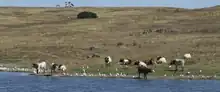 photo couleur de bovins rouge et blanc dans une prairie sèche au bord d'une rivière.