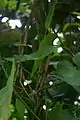 Plant d'Aristolochia sous serre.