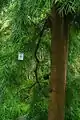 Plant d'Afrocarpus sous serre