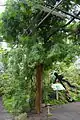 Plant d'Afrocarpus sous serre