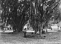 L'alun-alun (place centrale) de Lumajang (1880-1920)