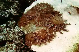 ugroupe d'acanthasters terminant de consommer une table d'acropora.