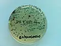 Culture d'Enterococcus faecalis sur CPS E à partir d'une urine.