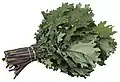 Kale rouge de Russie.