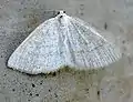 Cabera exanthemata (Scopoli, 1763)