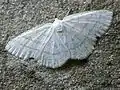 Cabera pusaria (Linnaeus, 1758)
