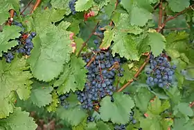 Cabernet dorio