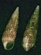 Cacozeliana granarium