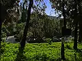 Cactus et euphorbes vues depuis la pinède.