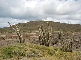 Vue du morne des Pétrifications devant des bosquets de cactus cierges Pilosocereus royenii de la savane.
