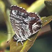 Revers de l'imago.