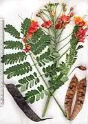 Caesalpinia pulcherrima