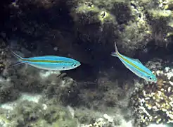 Caesio caerulaurea.