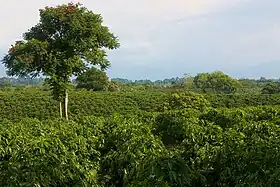 Eje cafeteroQuindío, Risaralda et Caldas