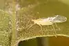 Petit insecte ailé jaune clair.