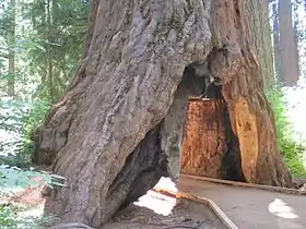 L'arbre en 2006.