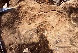 Ammonites et bélemnites déplacées sur le platier supratidal ("teepee") par une vague de tempête ou un courant de marée