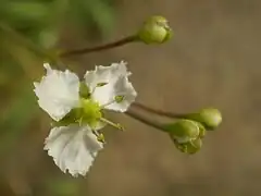 fleur.