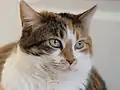 Chatte calico tabby