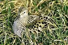 Bécasseau à croupion blanc (Calidris fuscicollis)