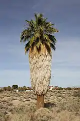 Washingtonia filifera, de la tribu des Trachycarpeae.