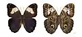 Caligo martia - MHNT