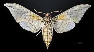 Callambulyx rubricosa piepersi   △ ♂ MHNT