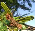 Fruit
