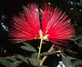 Calliandra tweediei, fleur.