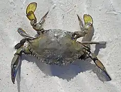 Callinectes arcuatus