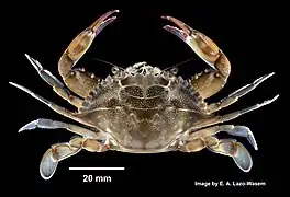 Callinectes sapidus
