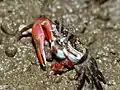 Crabe violoniste Uca vocans