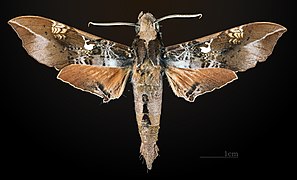 ♂